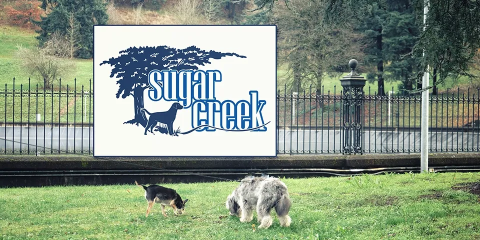 Hero image for Sugar Creek: Branding a Canine Haven for Play and Learning
